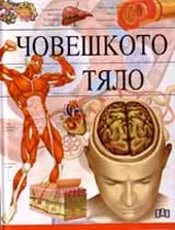 Човешкото тяло