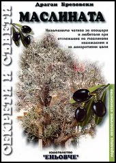 Маслината
